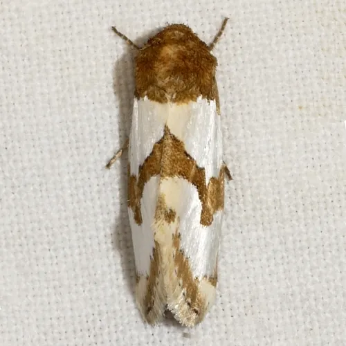 Chrysellus Flower Moth