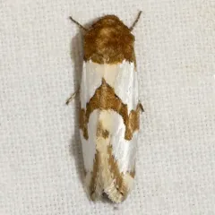 Chrysellus Flower Moth thumbnail 1