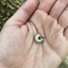 Flamed Tigersnail thumbnail 3