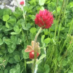 crimson clover thumbnail 4