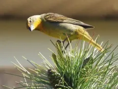 Hepatic Tanager thumbnail 2