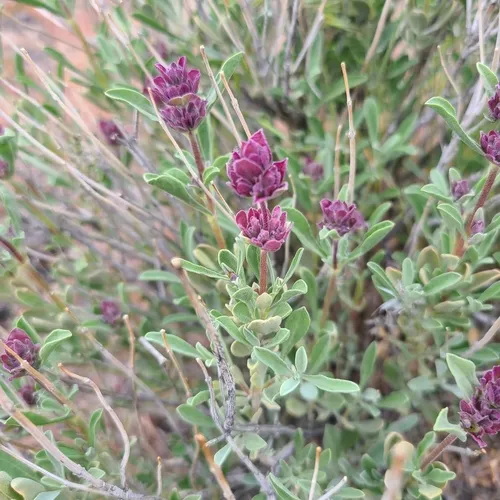 Dorr's Sage
