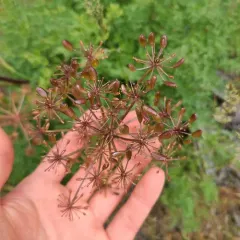 Carrotleaf Biscuitroot thumbnail 4