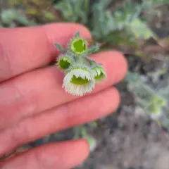 Shaggy Fleabane thumbnail 1