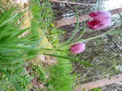 snake's-head fritillary thumbnail 3