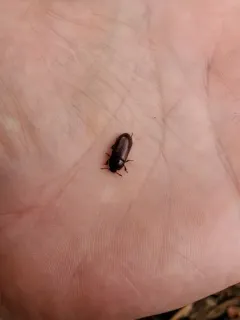 Uloma longula thumbnail 3