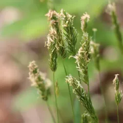 Sweet vernal grass