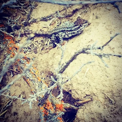 Common Sagebrush Lizard
