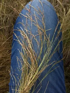 slender hairgrass thumbnail 2