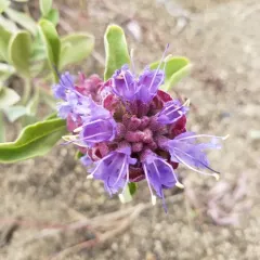Dorr's Sage thumbnail 4