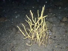 Homaxinella amphispicula thumbnail 2