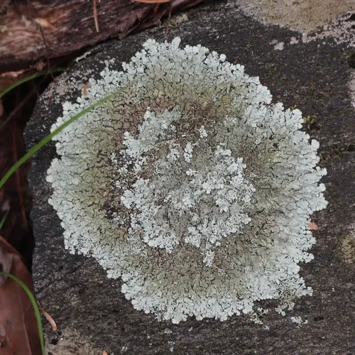 Peppered Rock-shield