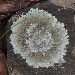 Peppered Rock-shield thumbnail 1