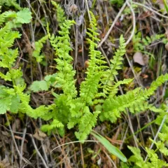 Oregon woodsia thumbnail 3
