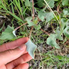 Arrowleaf Buckwheat thumbnail 4