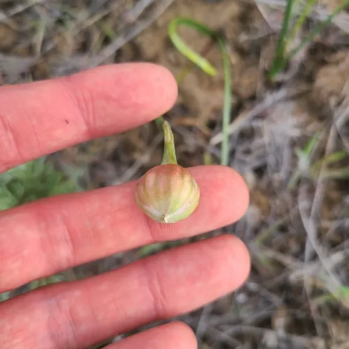 Constricted Douglas' Onion