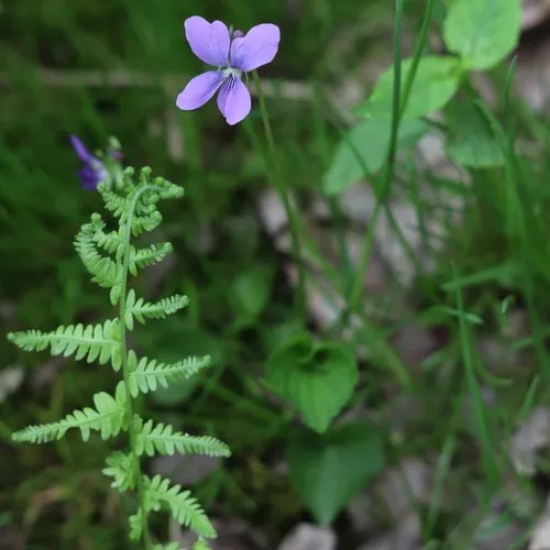 marsh blue violet