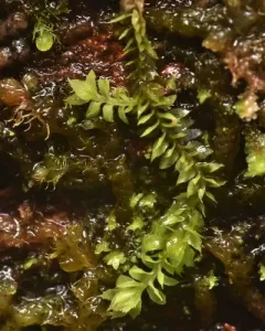 Waxy Earwort thumbnail 2