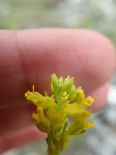 Small-flowered Winter-cress thumbnail 2