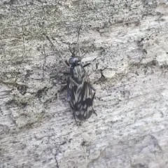 Xylophagus lugens thumbnail 2