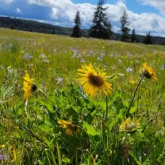 deltoid balsamroot thumbnail 4