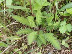 Furbish's Lousewort thumbnail 3