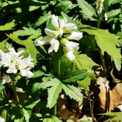 large toothwort thumbnail 2