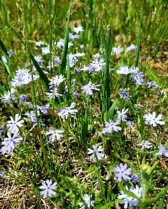 cleft phlox thumbnail 1