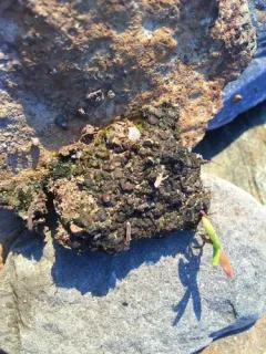 Lime-loving Tarpaper Lichen thumbnail 2