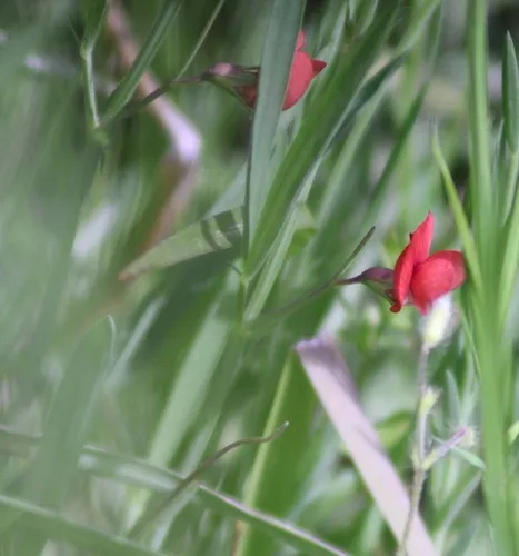 Grass Pea