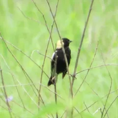 Bobolink thumbnail 4