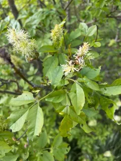 Manna ash thumbnail 2