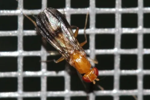 Clusia czernyi
