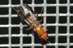 Clusia czernyi thumbnail 1