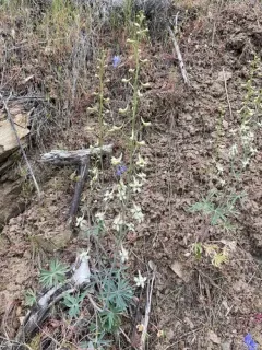 yellow-white larkspur thumbnail 1