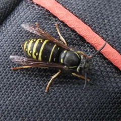 Forest Yellowjacket thumbnail 4