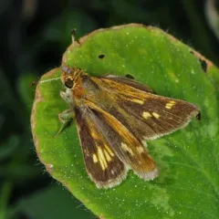 Peck's Skipper thumbnail 4