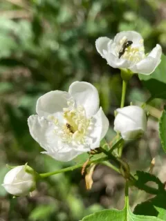 Cognate Hawthorn thumbnail 2