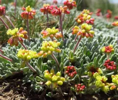 matted wild buckwheat thumbnail 2