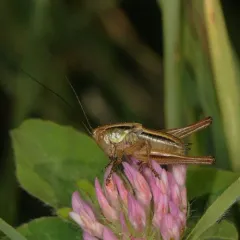 Roesel's Bush-cricket thumbnail 4