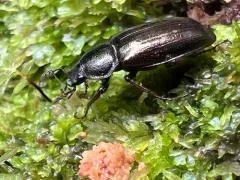 Platyceroides aeneus thumbnail 3
