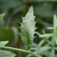 rock whitlow-mustard thumbnail 4