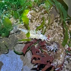 Branched Dendronotid thumbnail 1