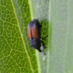 Laemosaccus nephele thumbnail 1