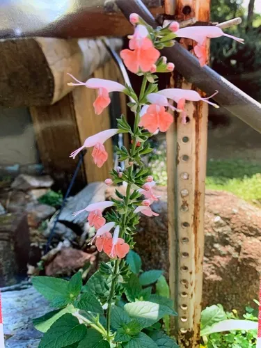 Tropical sage