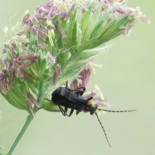 Wrinkled Soldier Beetle
