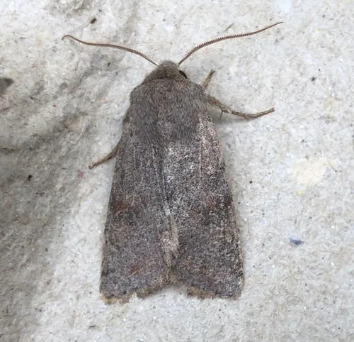 Gray Quaker
