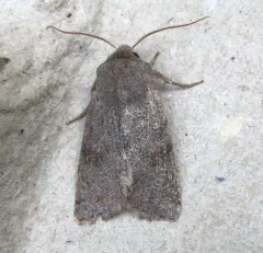 Gray Quaker thumbnail 1