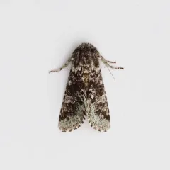 Major Sallow thumbnail 3
