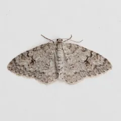 Brown-shaded Carpet Moth thumbnail 3